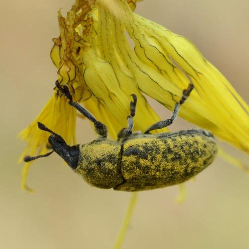 Larinus scolymi